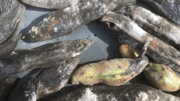 苗帽子を洗浄して、枇杷とアーティチョークを収穫!~自然農園~