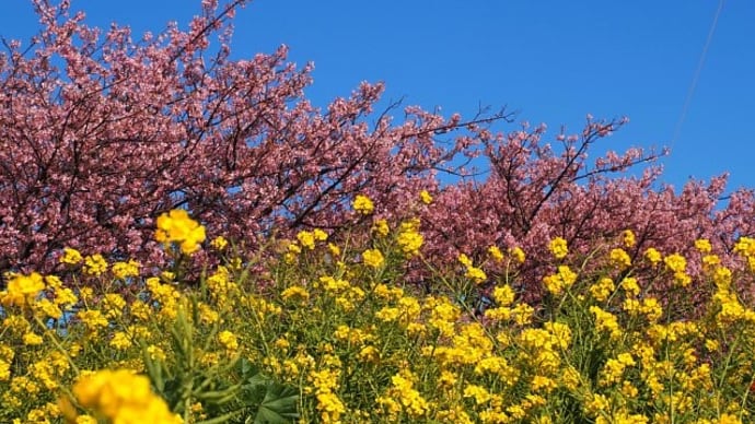 青空と菜の花と河津桜と富士