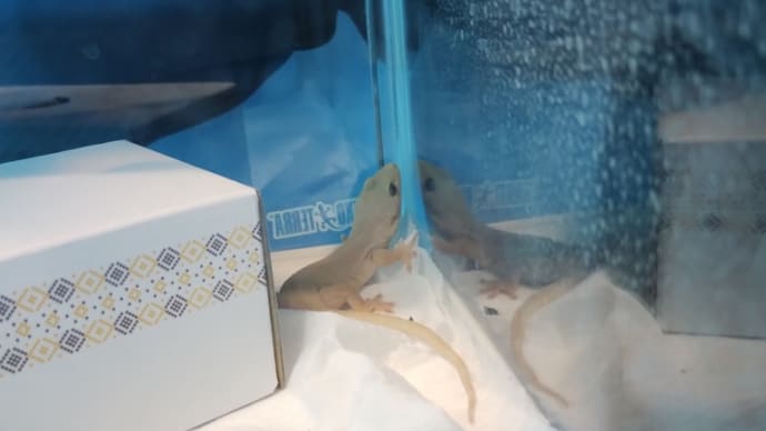 一周忌