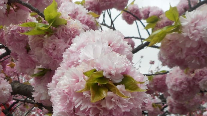 ～魅力あふれる八重桜～桜便り（8）