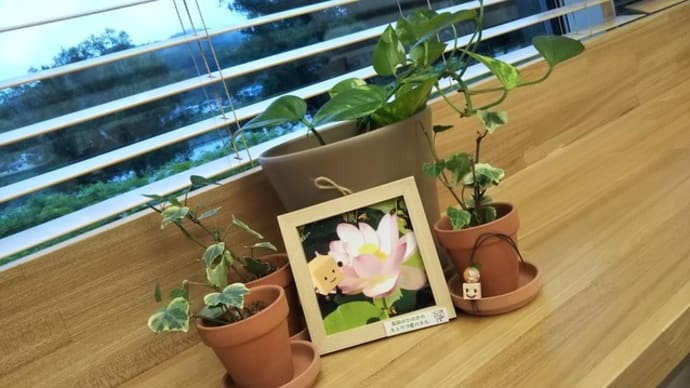 遠くから応援してますよ!