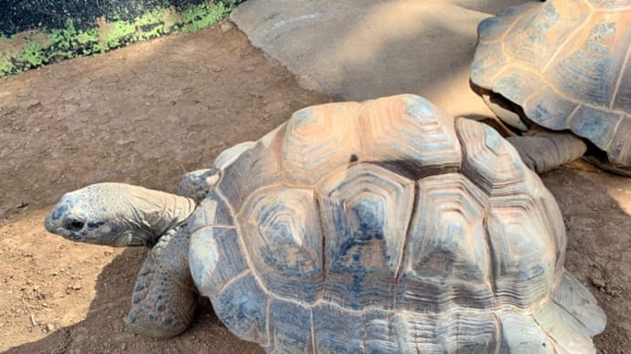 体験型動物園iZoo🐢外カメちゃんo(*^▽^*)o