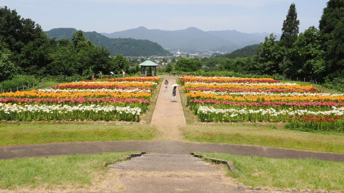 月岡公園のユリ2023