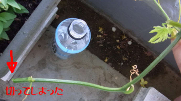 6/30 ゴーヤの茎を切ってしまった。