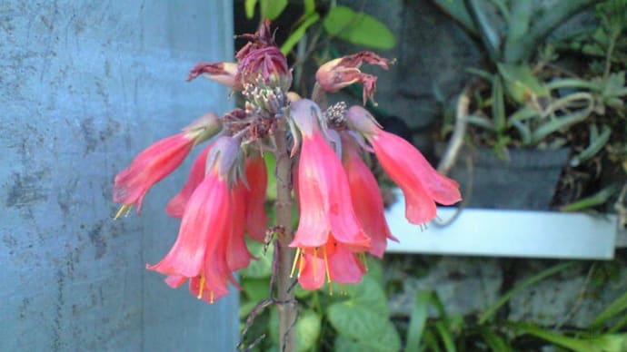 耐寒性を持った「錦蝶」に花が