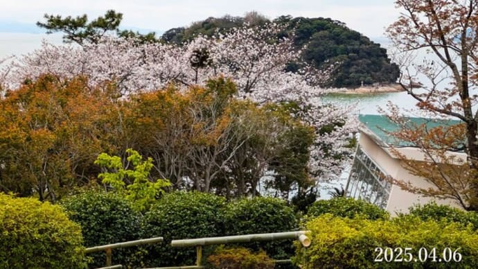 蒲郡クラシックホテルの桜