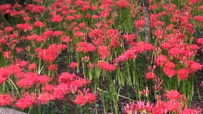 ミニベロ散策 9/28 巾着田 曼珠沙華満開