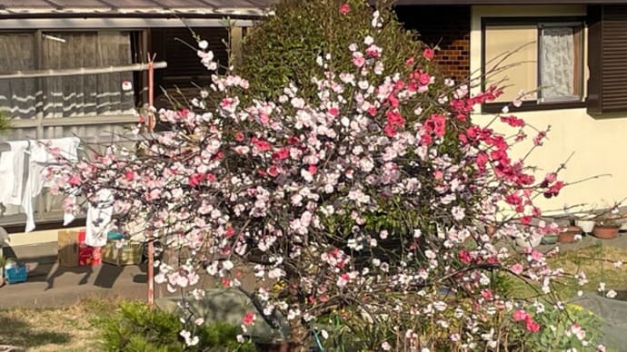 赤白ピンクに咲き分ける桃の花