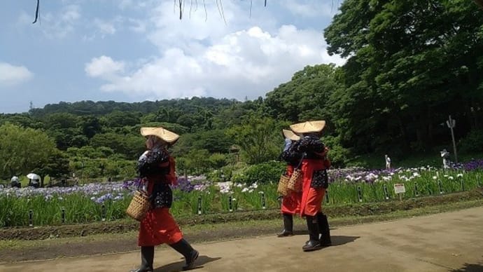 花しょうぶまつり・その2(横須賀しょうぶ園)