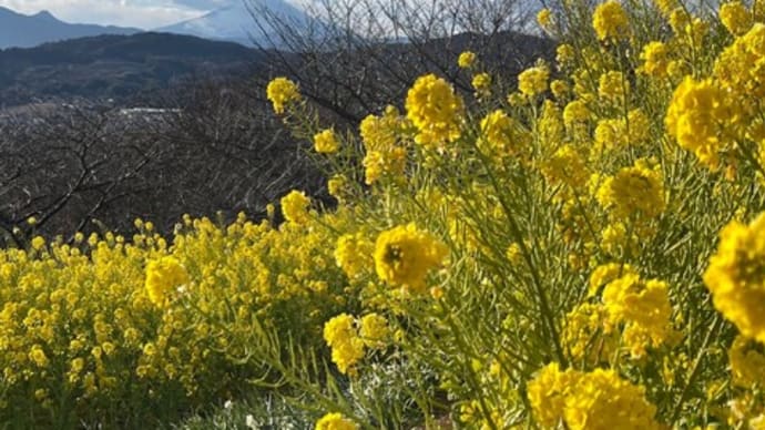 2023年の春を感じに、二宮町吾妻山の「菜の花ウォッチング」に行ってきました!地魚と自然薯料理 海山