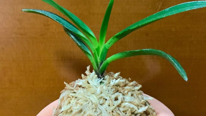 黒牡丹