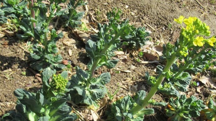 今年のアブラナ科野菜はトウ立ちが遅い