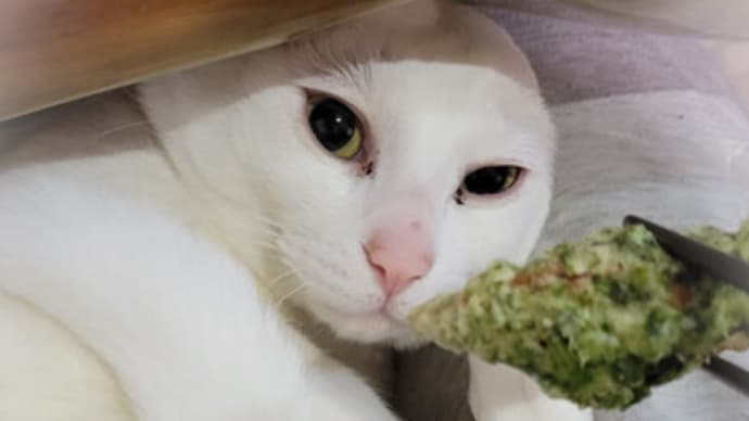 ちくわの磯部揚げとましろ
