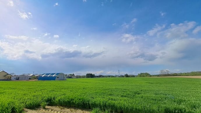 久しぶりのテリトリー散歩~緑が目に沁みました