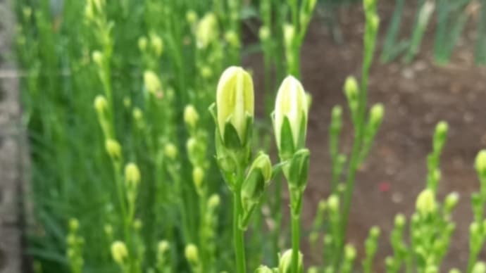 花火の日?