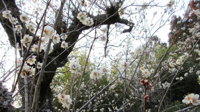 古木の白梅は咲き始めから１ヵ月要し満開