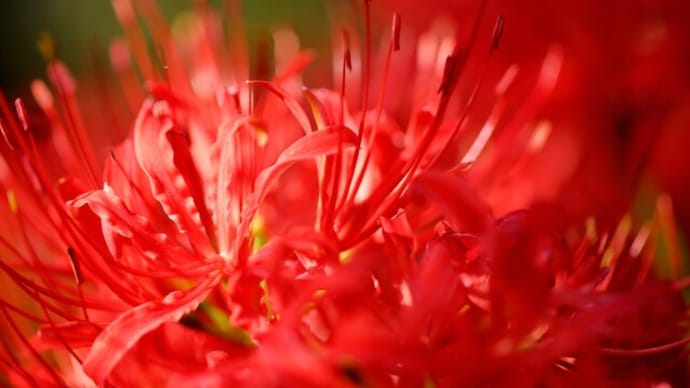 曼殊沙華