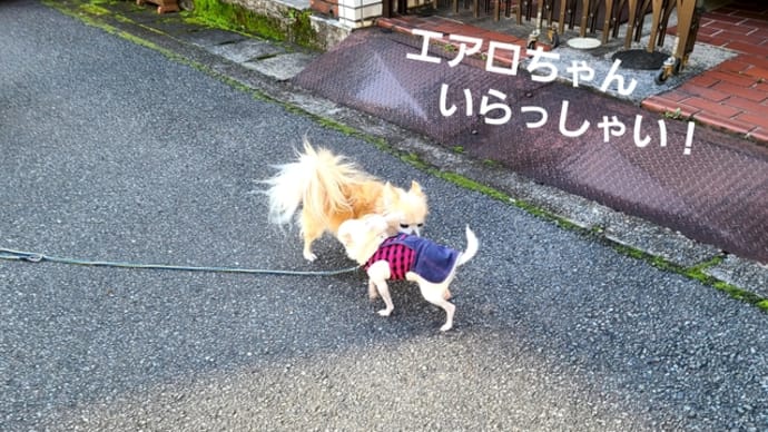 さるびあマルシェに行ってきました。
