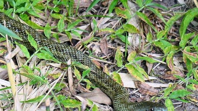 森で出遭ったアオダイショウ