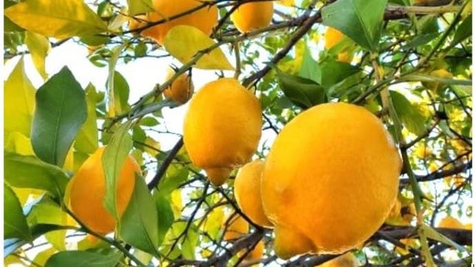 檸檬の木