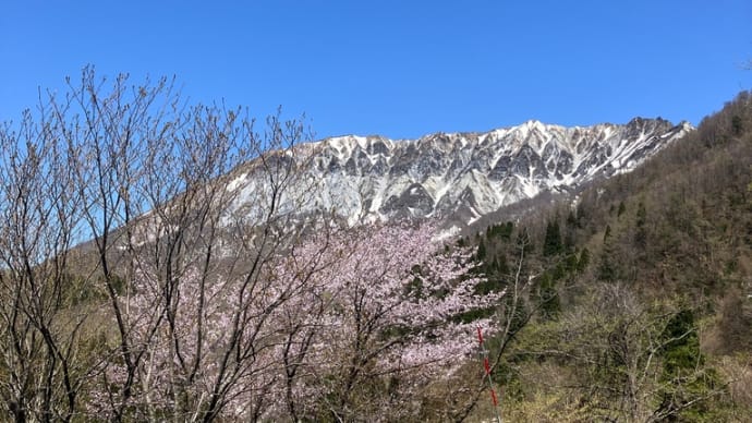 桜100選 25/100 大山山麓(鳥取県)