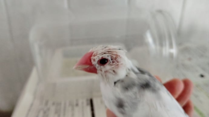 My Family【文鳥 へいちゃん】