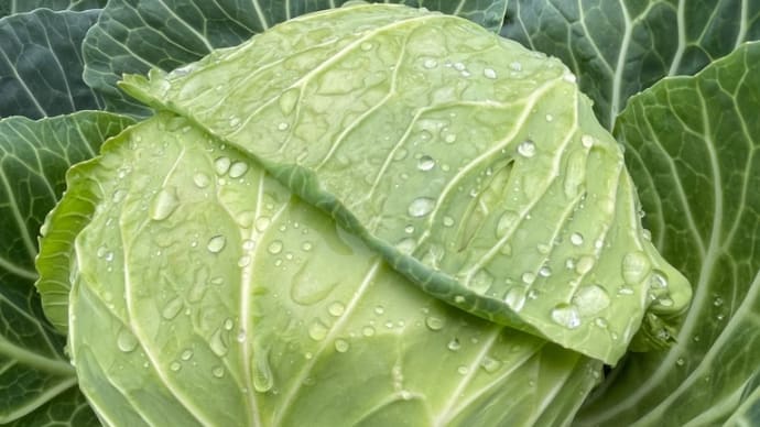 旬キャベツ/無農薬自給野菜