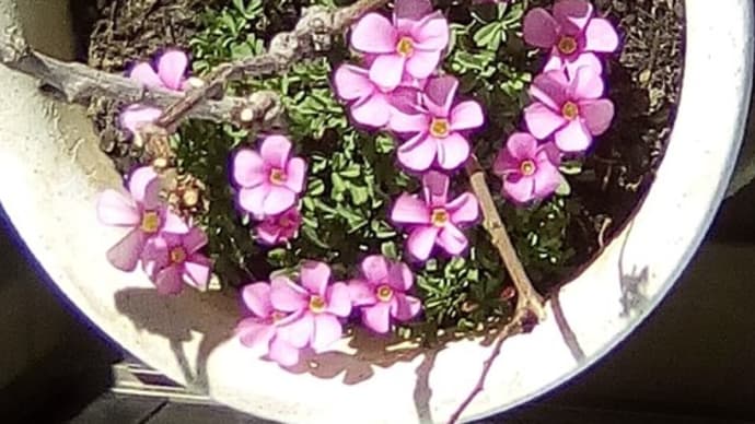ムラサキカタバミ：ピンク色の花を