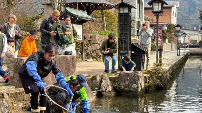 春到来!1000匹の鯉が飛騨古川「瀬戸川」に帰ってきました!