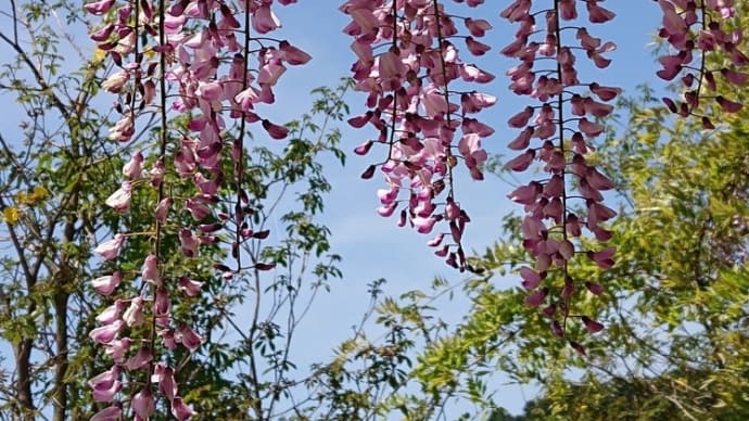 藤の花