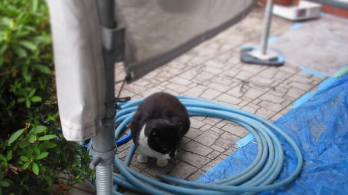 先日は雨どいがリニューアル