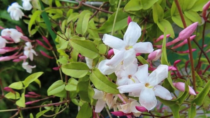 香りのある花、いい匂い・・・
