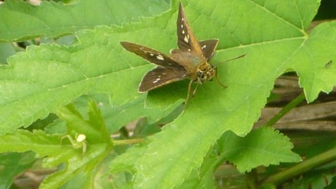 虫撮り、、【神奈川県秦野にて】 2022.AUG