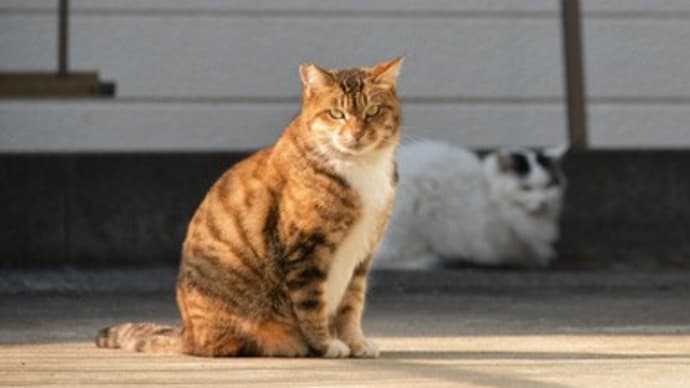 猫日和