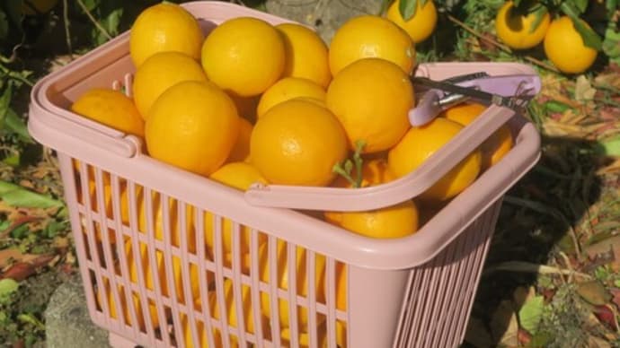 マイヤーレモンの収穫