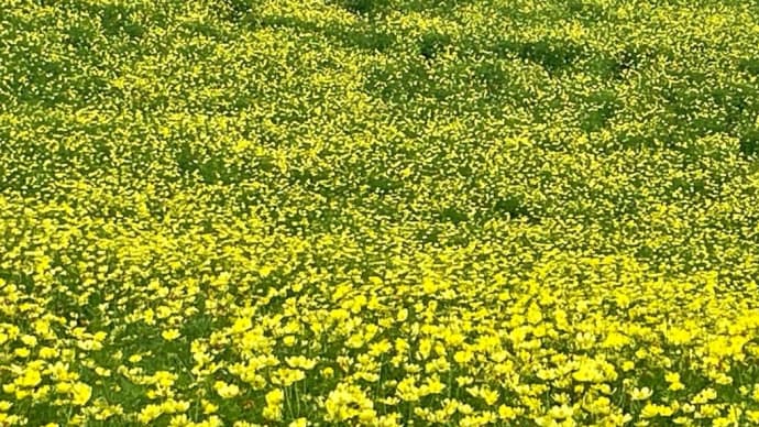 黄色い花畑〜昭和記念公園〜