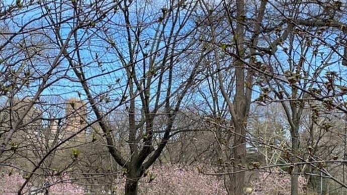 セントラルパークの桜（2024年）