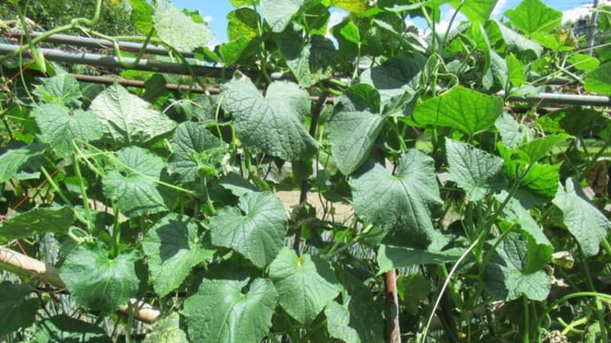 夏秋キュウリの摘葉摘果と誘引