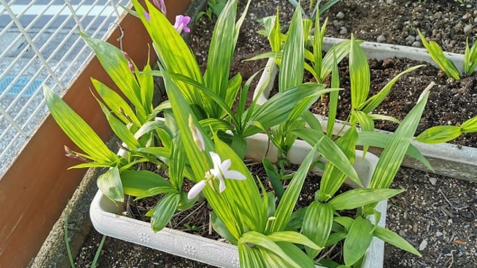 白いシランの花が咲きました