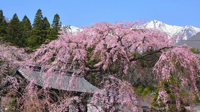光前寺、リベンジ~ ♪ 4/12 ( 駒ヶ根 )