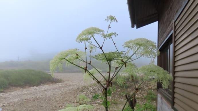 鉢伏山荘管理棟前のシシウド（猪独活）