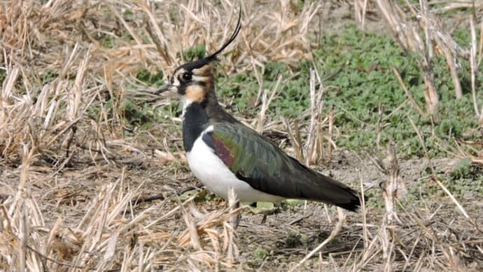 タゲリ Vanellus vanellus :今年も!