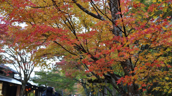 京都大原の里へ