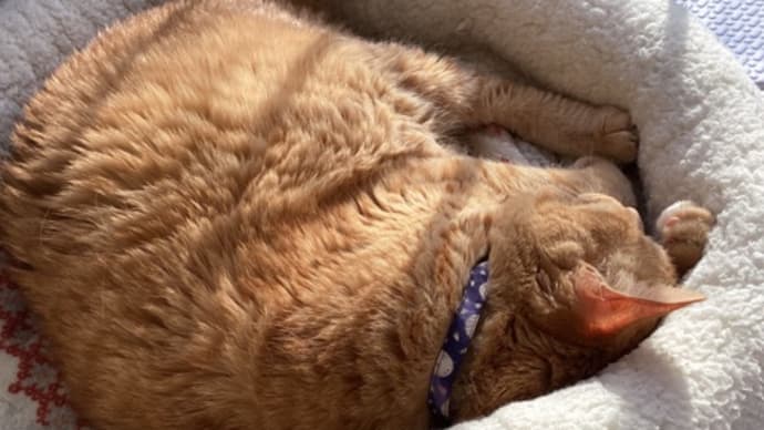 猫ベッド プラス 日向ぼっこ