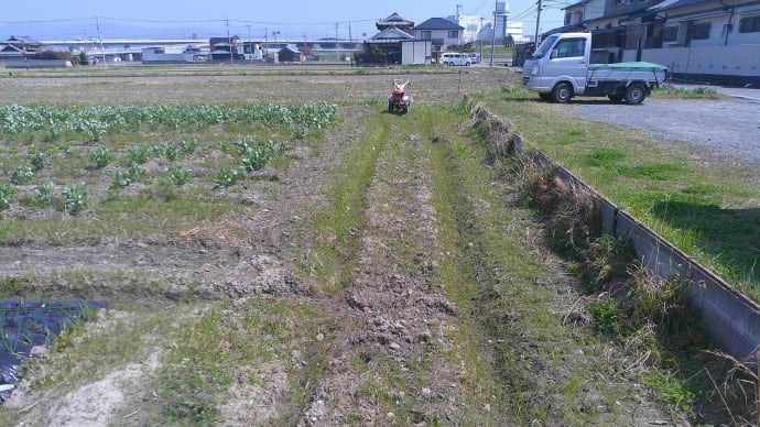 里芋の畝作り