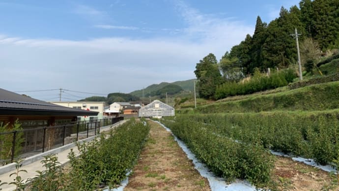観光茶園🌱草取り🌱 and 草払い🌱