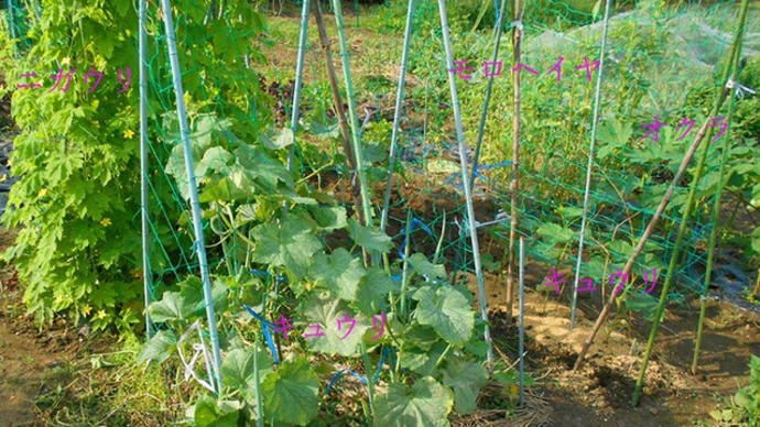 <我が家の菜園465> ハクサイ 移植の準備