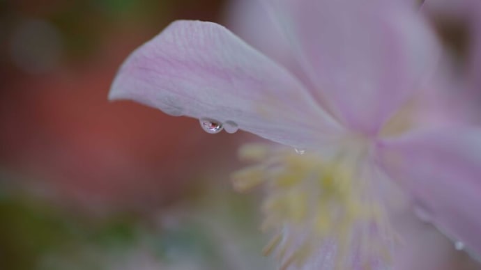 ●我が家の５月の花（1）　クレマチス・モンタナ　雨のしずく　マクロと望遠で