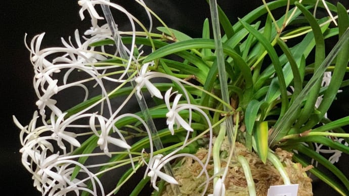 芸西縞