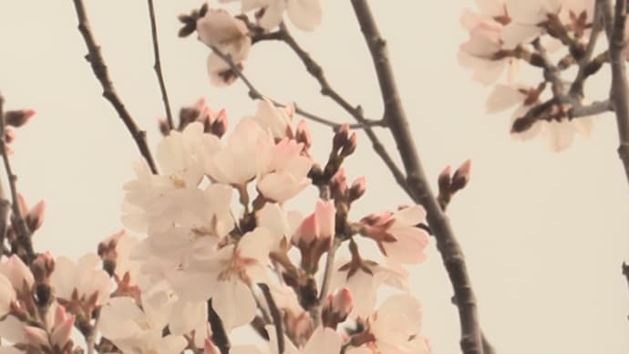 ピアノの発表会と早咲き桜